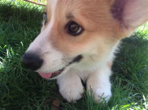 Let our adoption program help you find your next best friend. . Craigslist pets portland